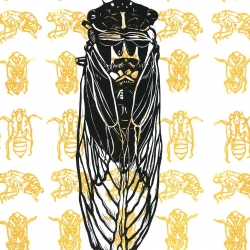 Cicada 2008